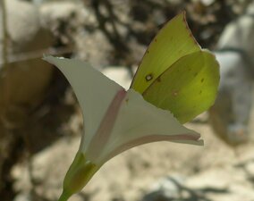 Zerene eurydice flower